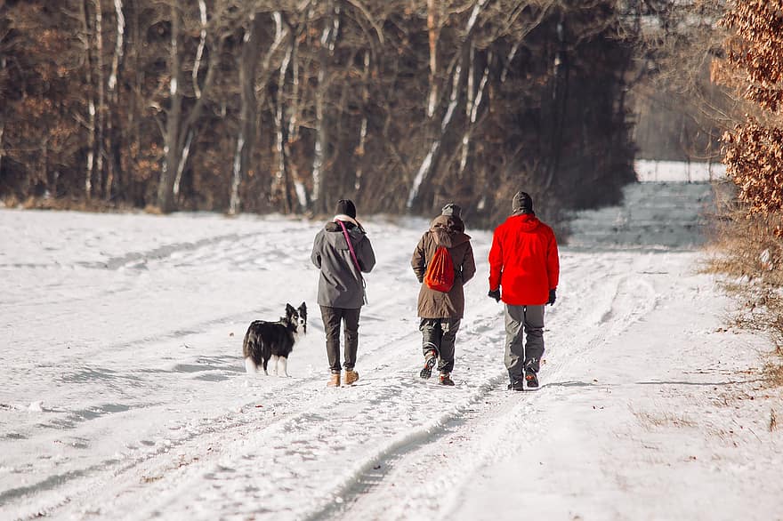 partire, inverno, natura, la neve, attivo, cane, gruppo, al di fuori, stagione, camminare, amicizia
