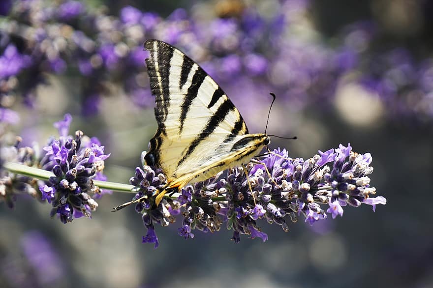 метелик, крила, комаха, природи, тварина, крило, літо, метелики, квітка, цвітіння, барвисті