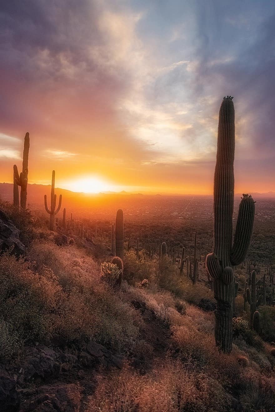 kaktusy, poušť, západ slunce