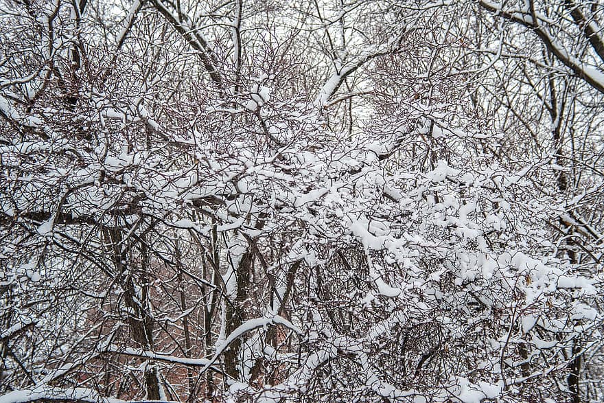 зима, сняг, дървета, скреж, клонове, гора, природа, дърво, сезон, без хора, клон