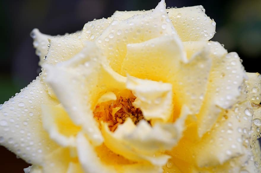 गुलाब का फूल, पीला, पिस्टिल