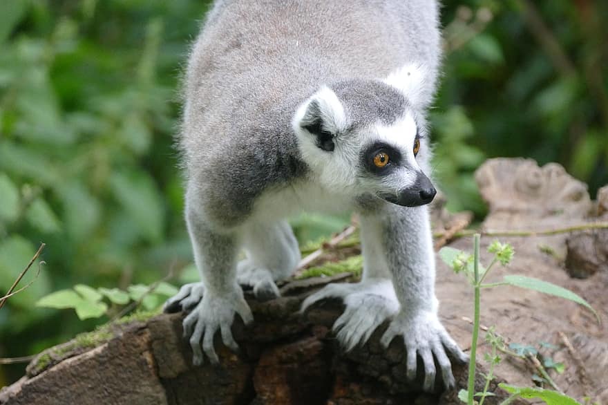 лемур, Мадагаскар, зоопарк, животное, примат, млекопитающее, тропические леса, природа, живая природа