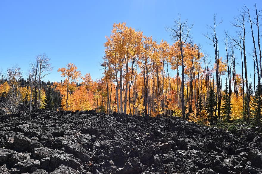 Lava, Forest, Usa, Fall, Nature, autumn, yellow, tree, season, landscape, leaf