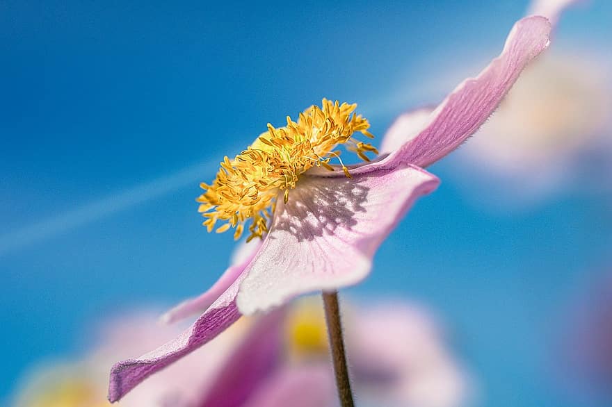 Blume, blühen, Anemone