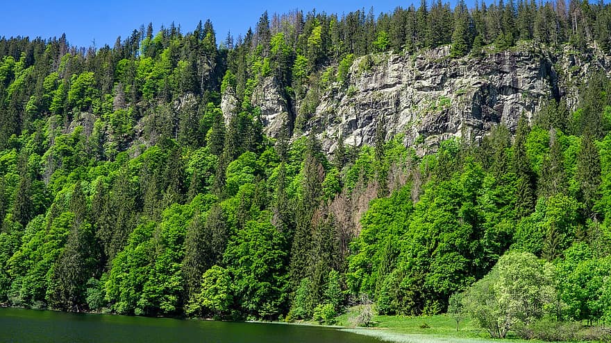 lago, bosque, colina, montaña, agua, arboles, naturaleza, paisaje, Feldbergsee, bosque Negro, Feldberg