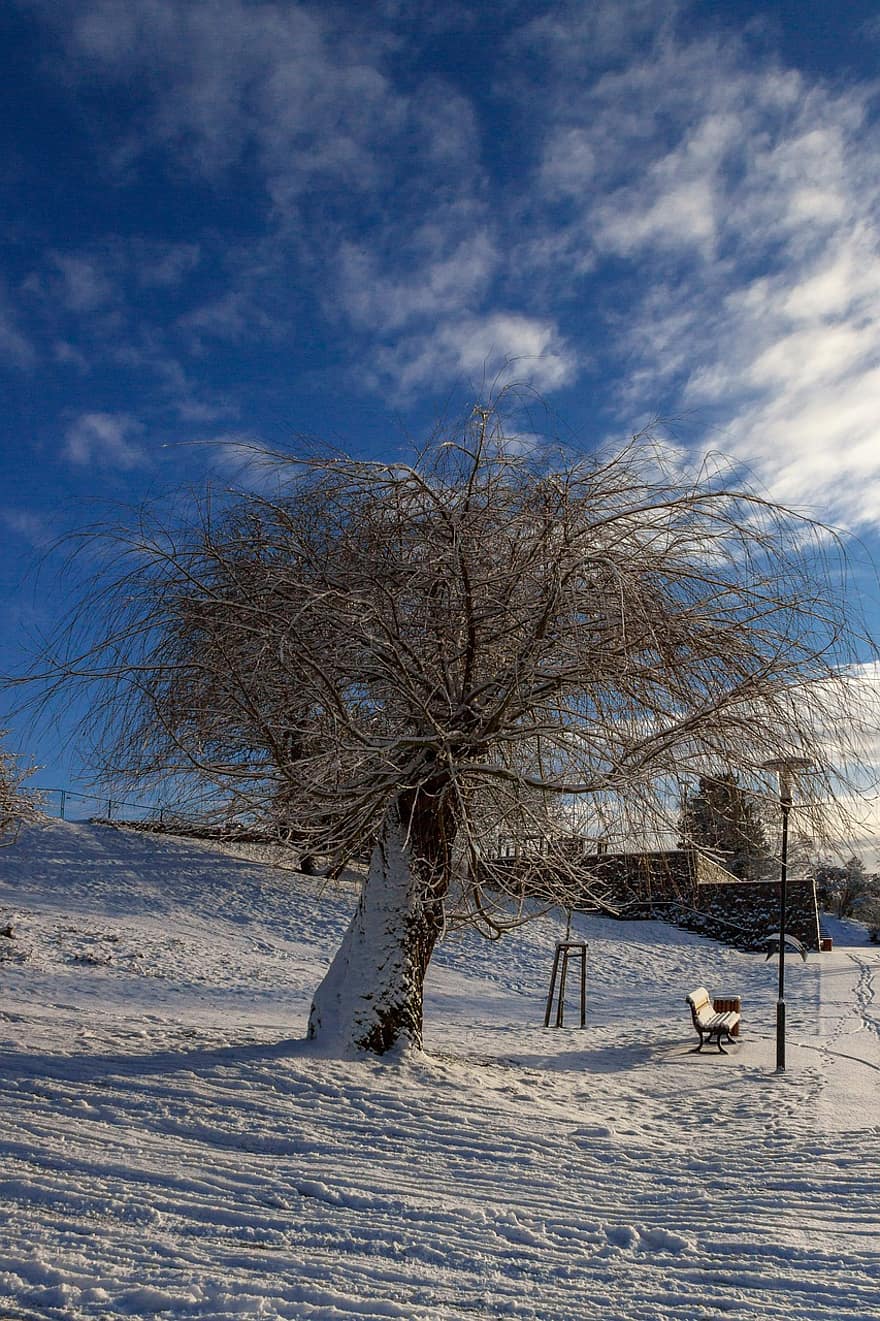 árbol, banco, parque, linterna, nieve, invernal, descanso, silencio, invierno, idilio, Brandeburgo