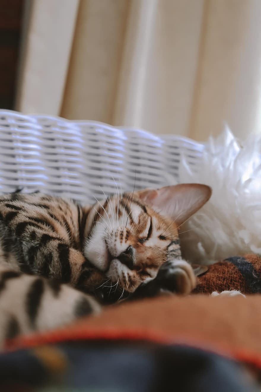 Γάτα, γατάκι, αιλουροειδής, κατοικίδιο ζώο, ύπνος, οικιακή γάτα