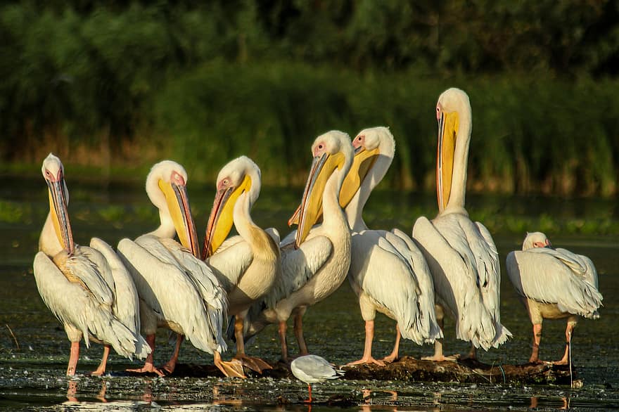 البجع الأبيض العظيم ، مشاهدة الطيور ، Danubedelta ، رومانيا ، المحمودية ، Carasuhatarea ، الطيور ، القوارب ، الحفاظ على ، علم البيئة ، السياحة البيئية