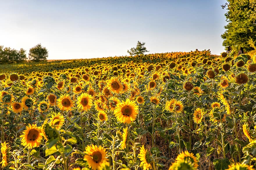bunga matahari, bidang, padang rumput, bunga-bunga, kelopak, Daun-daun, kuning
