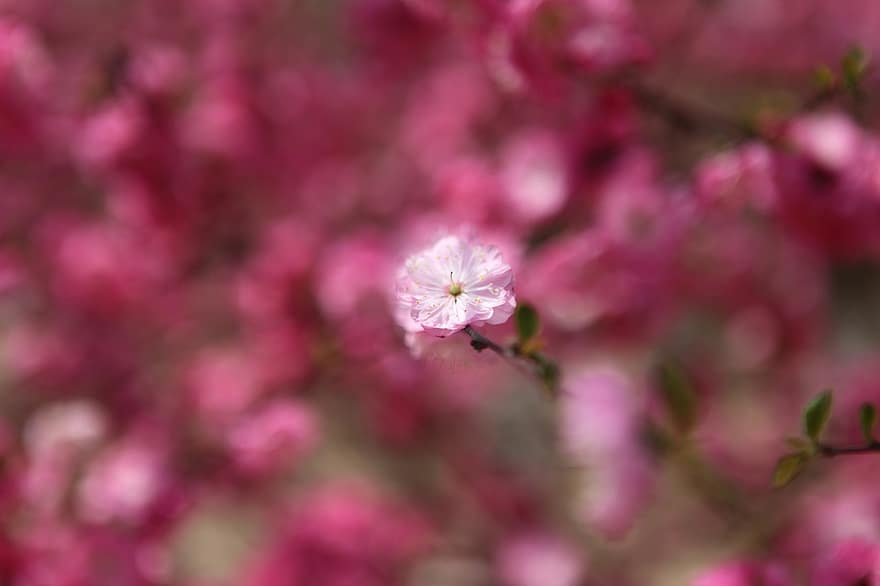 flor de pruna, Beijing, El parc Zizhuyuan