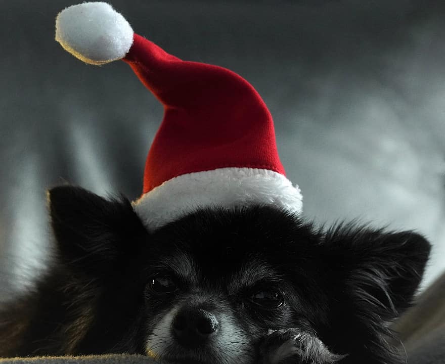 chihuahua, pieni koira, joulu, santa-hattu, joulujuhla, joulun aika, onnittelukortti, joulukortti, tausta, söpö, hyvää lomaa