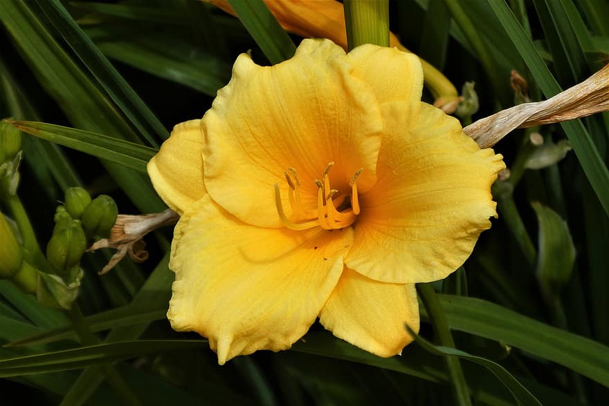 daylily, blomma, gul daylily, kronblad, Hemerocallis Lilioasphodelus, vegetabiliska, gul blomma, natur, flora, växt, närbild