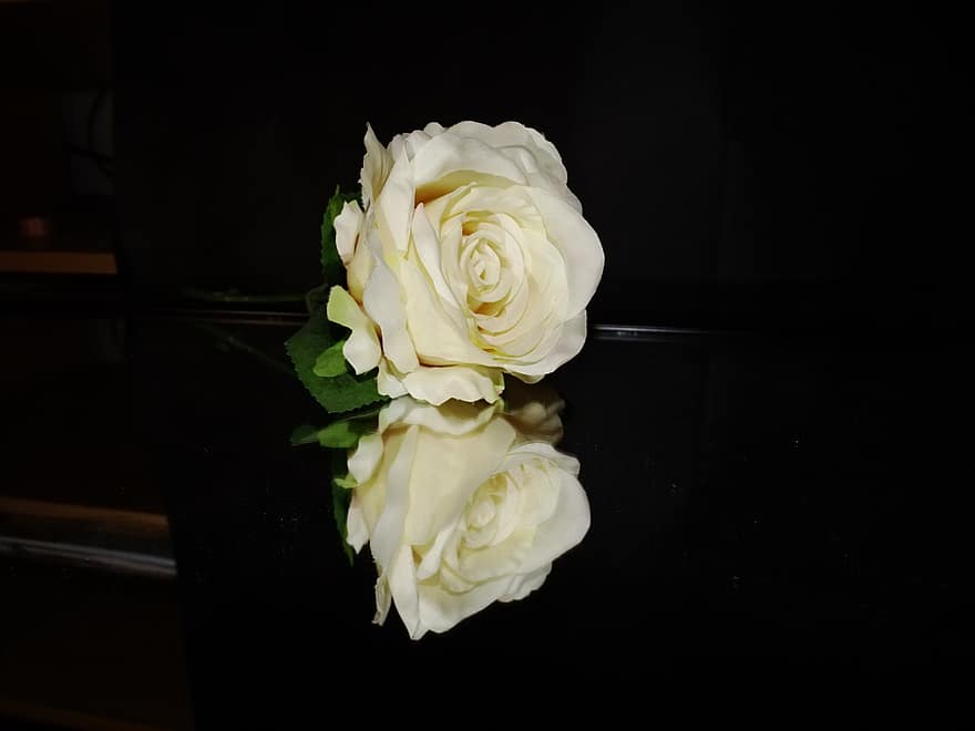 zieds, pieauga, spogulis, baltā roze, pārdomas, flora