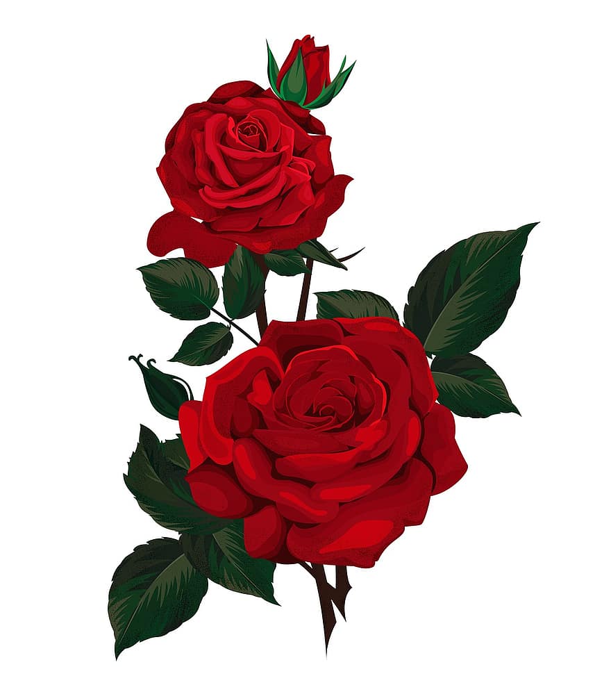 róże, kwiaty, akwarela, czerwone róże, Czerwone kwiaty, kwiat, kwitnąć, roślina, artystyczny, ilustrator, czerwony