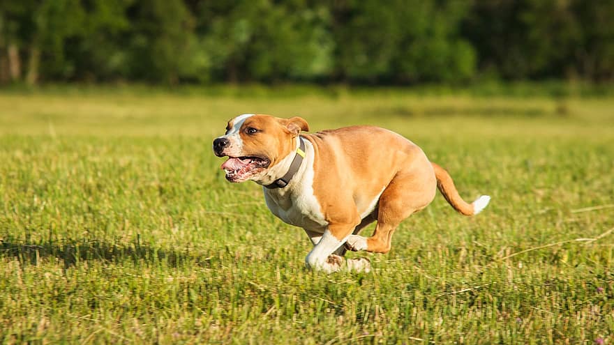 Staffordshire Bull Terrier, hund, løping, felt, utendørs, aktiv, dyr, smidighet, atletisk, canine, konkurranse