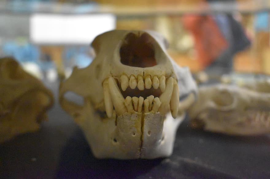 dents, crani, animal, mort, ciència, biologia, crani d’animals, dents d’animals, ossos d’animals, os de la mandíbula humana, cap d’animals