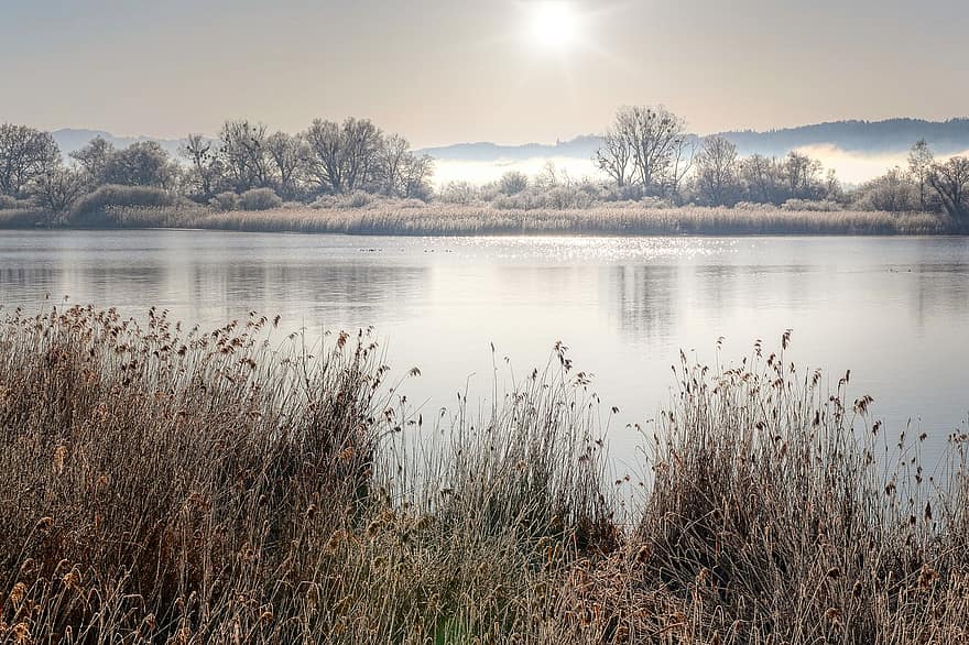 lago, canna, Riva del fiume, sole nebbia, luce del mattino, inverno, freddo, natura, acqua, paesaggio, erba