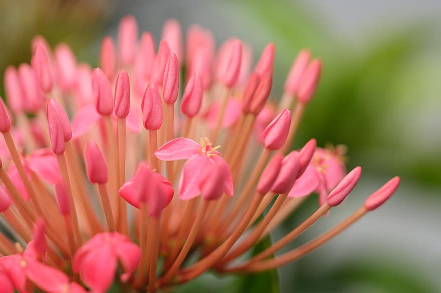 ashoka, bunga-bunga, bunga-bunga merah muda, kelopak, kelopak merah muda, berkembang, mekar, tanaman, flora, alam