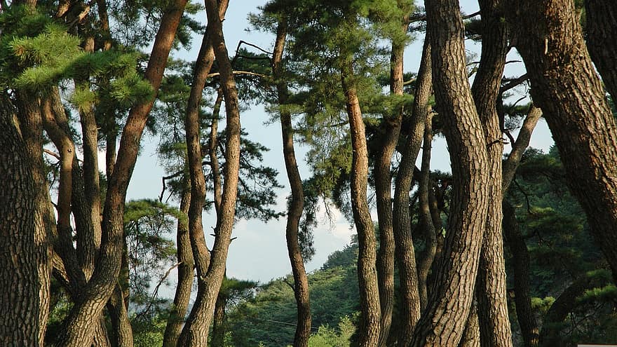 fák, erdő, természet, vadon, szabadban, Koreai Köztársaság, Gangneung, fenyő, tájkép, fa, zöld szín