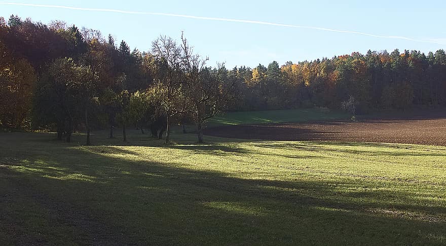 pastviny, pole, louka, ranní slunce, les, Příroda, tráva, strom, podzim, zelená barva, venkovské scény