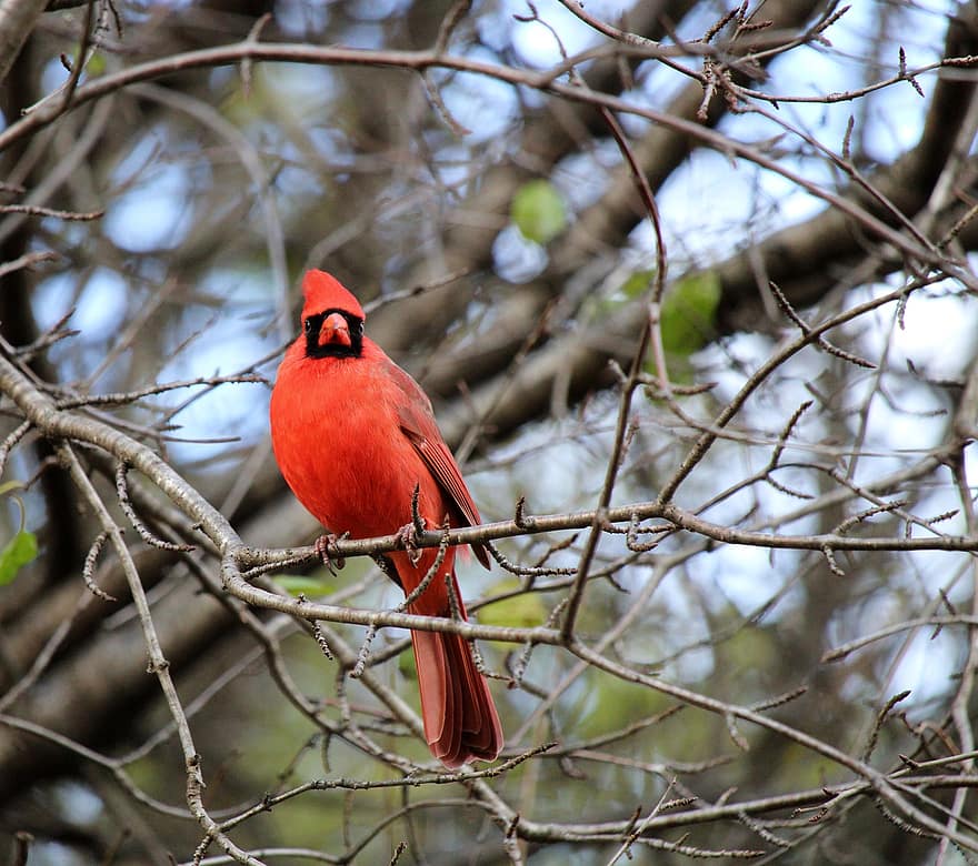 cardeal vermelho, pássaro, empoleirado, animal, penas, plumagem, bico, conta, observação de pássaros, ornitologia, mundo animal