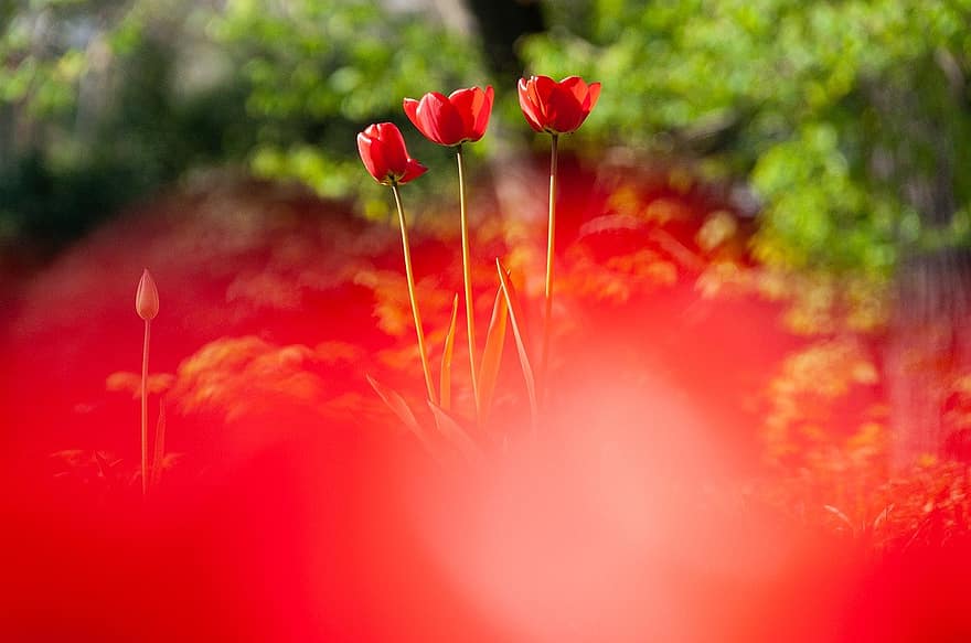 tulipani, tulipani rossi, fiori rossi, fiori, primavera, natura, flora, pianta, fiore, estate, multicolore