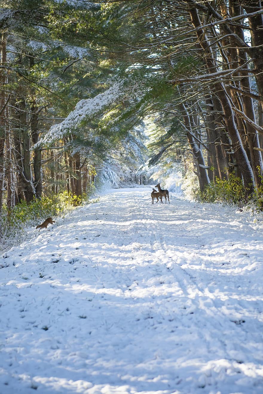 rusa, jalan, salju, pohon, musim dingin, binatang, mamalia, margasatwa, pemandangan, alam, southborough