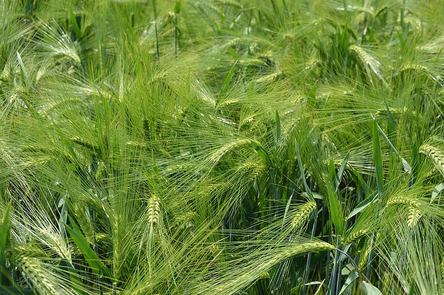 Barley, Plants, Field, Crop, Cereal, Ears, Plantation, Cultivation, Farm, Food, Agriculture