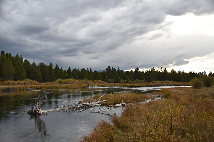 река, пасмурная погода, деревья, сосны, воды, облака, Монтана, природа, отражение