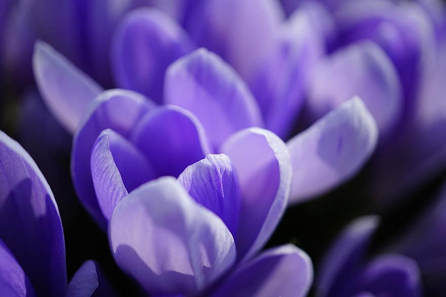 Crocuses, Flowers, Purple Flowers, Petals, Purple Petals, Spring Flowers, Nature, Blossom, Bloom, Flora, purple