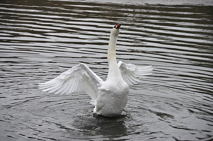Swan, Bird, Lake, Flapping, Flying, Mute Swan, Waterfowl, Water Bird, Aquatic Bird, Animal, Wings