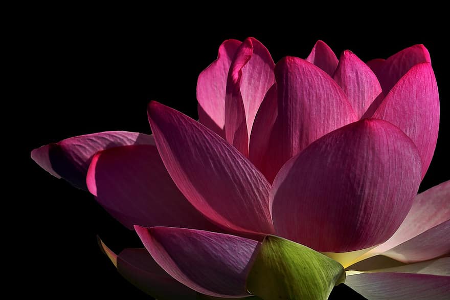 gėlė, žiedlapių, lotosas, lotuso gėlė, tvenkinys, flora, žydi, Azijos lotosas