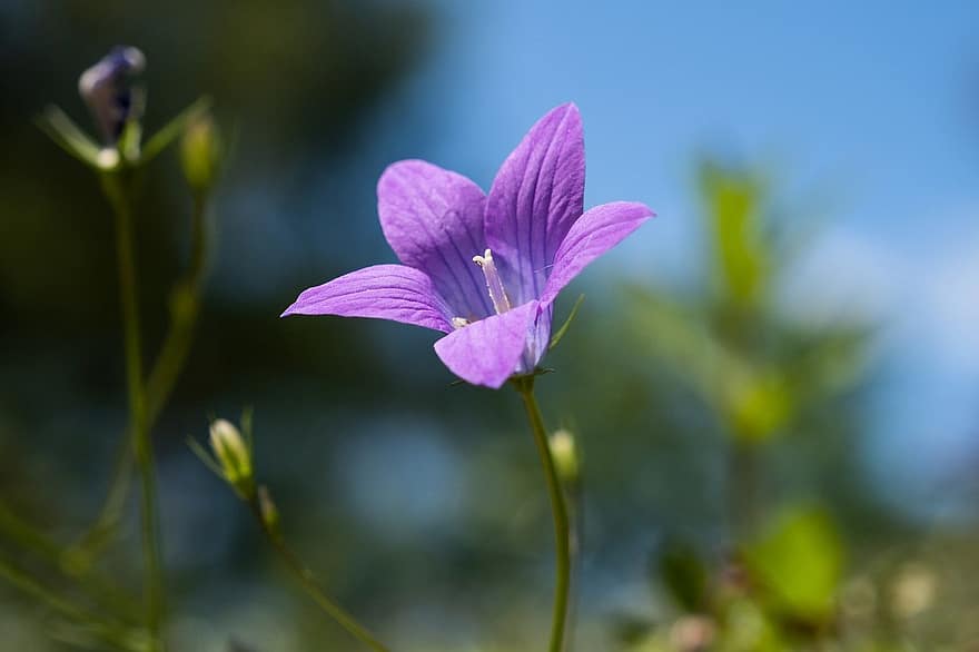 bunga ungu, bellflower, bunga, mekar, berkembang, padang rumput, taman, alam, menanam, merapatkan, musim panas