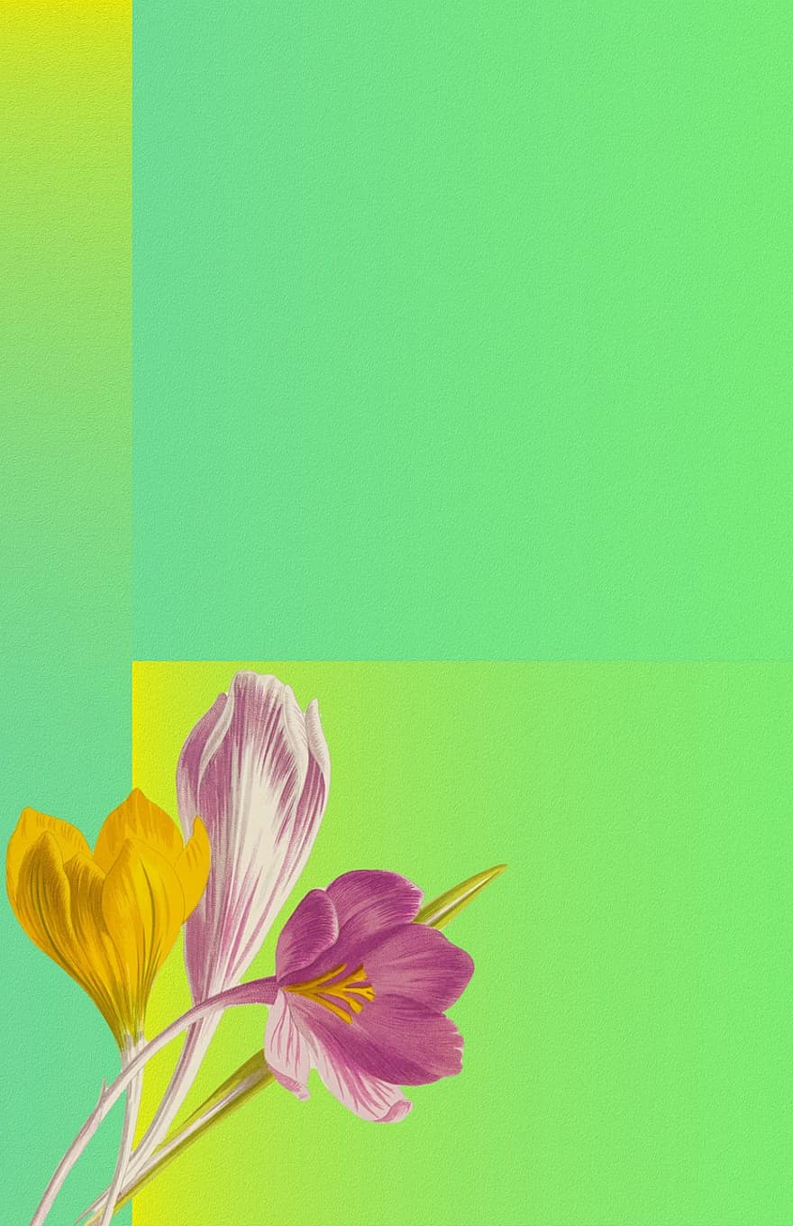 fondo, página principal, flor, floración, imagen de fondo, textura, primavera, Pascua de Resurrección, azafrán, las flores, verde