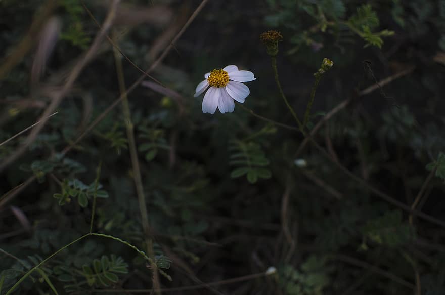 Margarida dels Peus Negres, flor, planta, flor blanca, pètals, florir, fulles, primavera, naturalesa