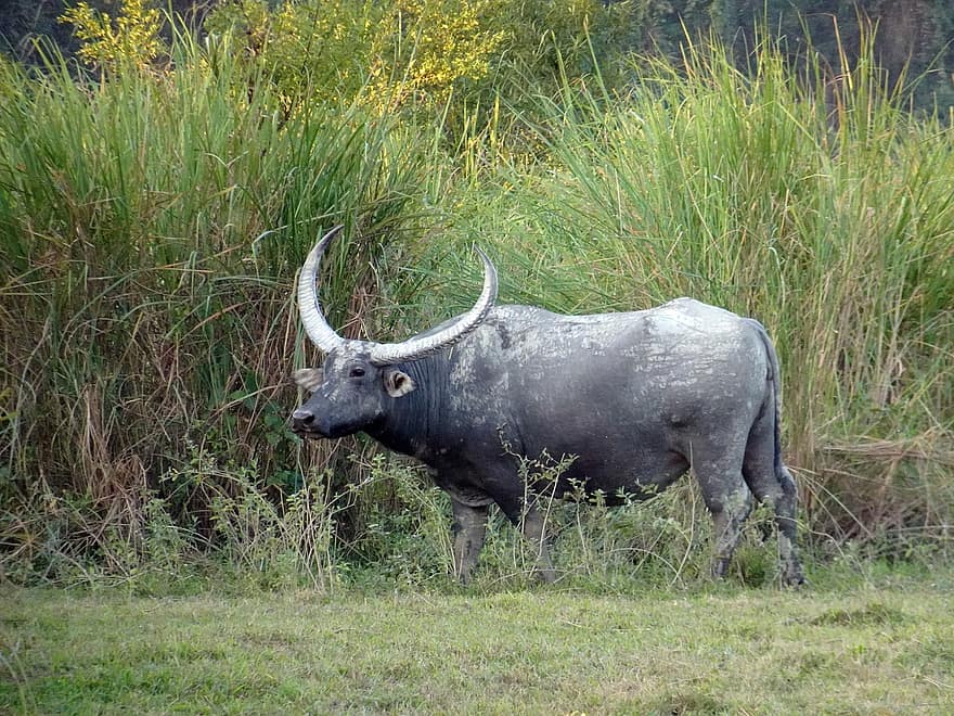 buffel, vild, Babalus Arnee, Asiatisk buffel, vattenbuffel, vilda djur och växter, kaziranga, nationalpark
