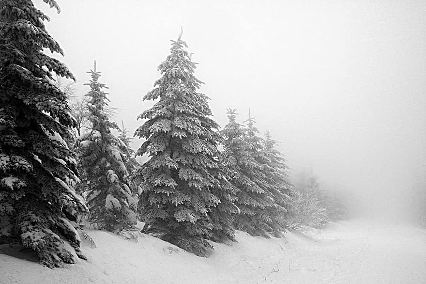 Skov, vinter, tåge, sne, landskab, træer, vinterlandskab, træ, sæson, fyrretræ, frost