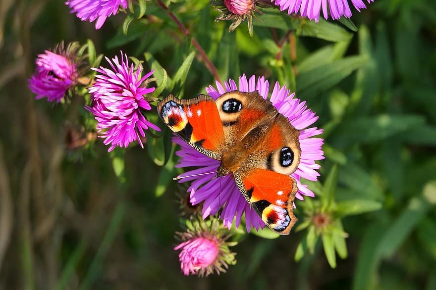 Peacock Butterfly, Butterfly, Flowers, Aster, Wings, Insect, Purple Flowers, Plant, Garden, Nature