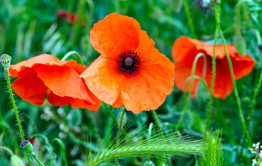 Flowers, Poppies, Red Poppies, Red Flowers, Meadow, Garden, Blossom, Bloom, flower, plant, summer