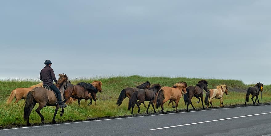 koně, silnice, Island, venkov, venkovský, pastvina, pole