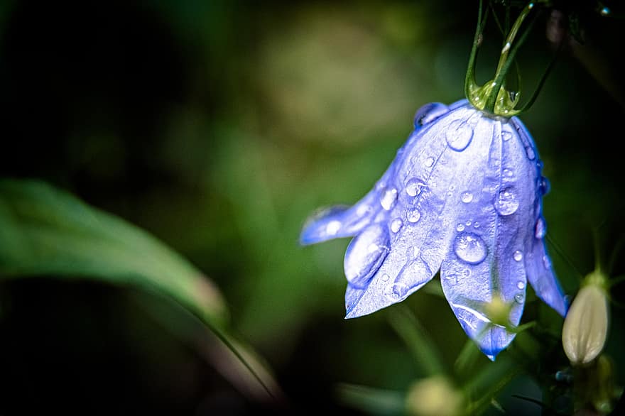 bellflower, bunga, kelopak, mekar, berkembang, basah, titisan hujan