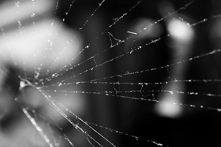 pavoučí síť, Příroda, černobílý, Černý a bílý, zblízka