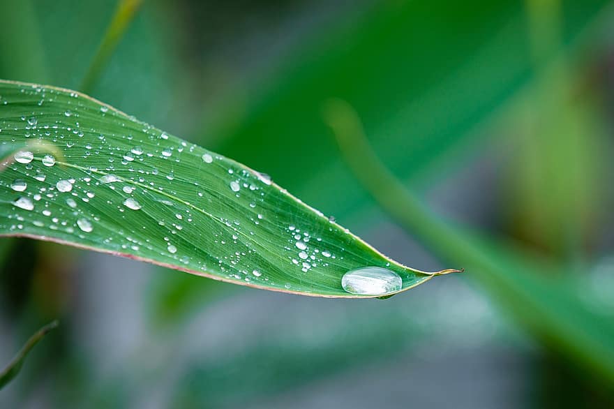 Water Drops, Green Plants