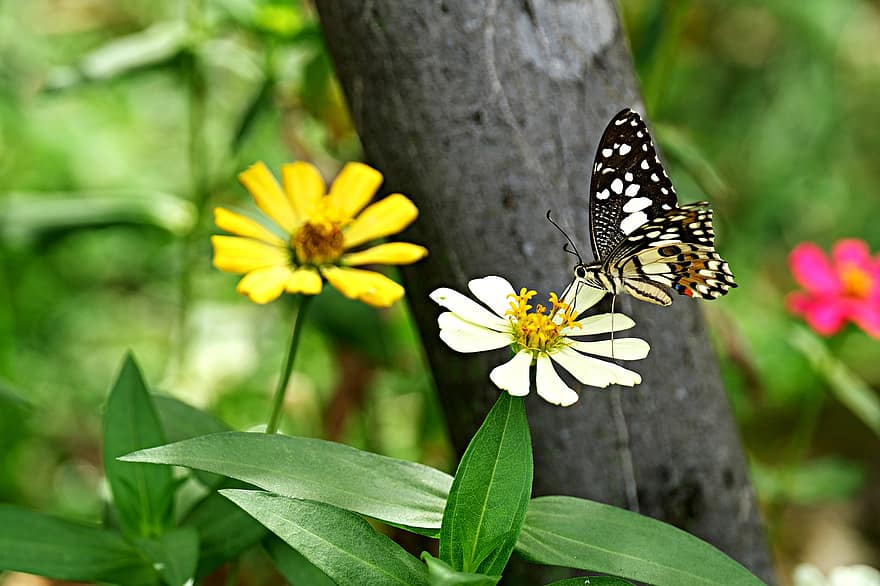 hmyz, vápno motýl, entomologie, opylování, květ, les, detail, letní, zelená barva, rostlina, motýl
