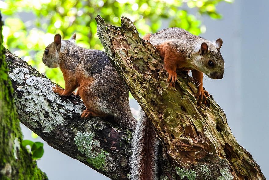 scoiattoli, coppia, roditore, animali allo stato selvatico, albero, carina, foresta, pelliccia, piccolo, avvicinamento, animali domestici