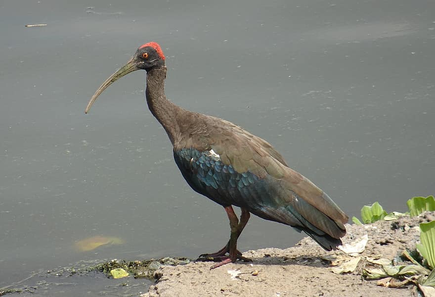 vogel, ibis met rode nekken, vogelkunde, soorten, fauna, aviaire, pseudibis papillosa, Indiase zwarte ibis, zwarte ibis, dieren in het wild, natuur