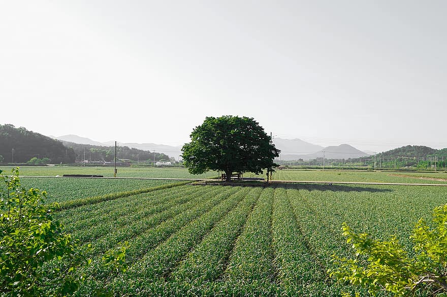 Garlic Field, Farm, Rural, Field, Plants, Plantation, Cultivation, Landscape, Countryside, Scenery