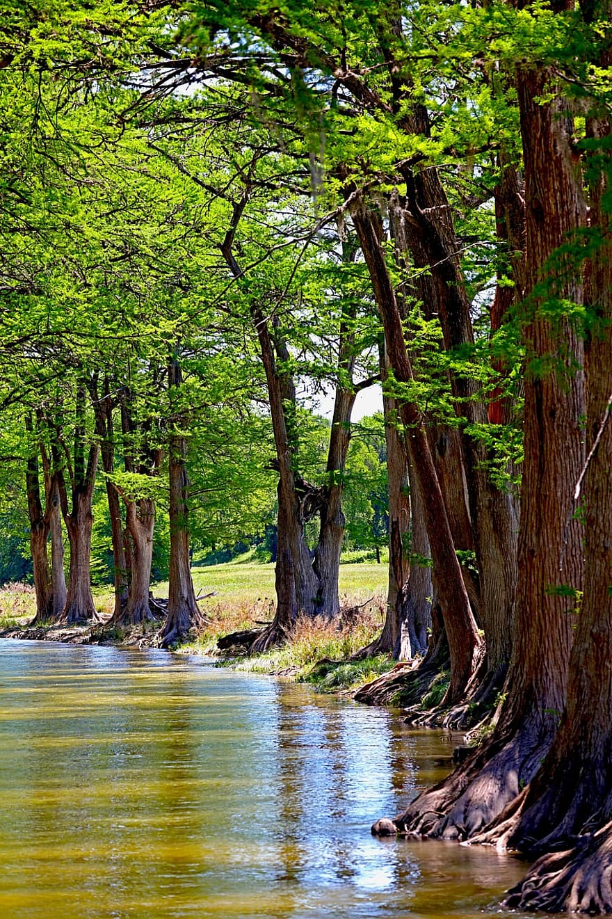 pohon cemara, pohon, sungai kecil, Sungai Cypress, air, refleksi, aliran, tenang, indah, alam, cemara