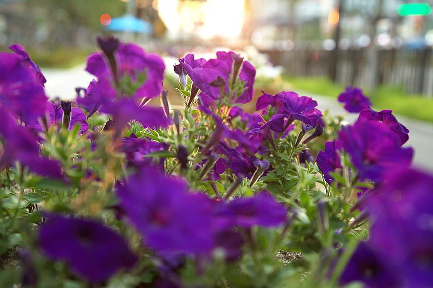 violet, taman, menanam, bunga, bunga ungu