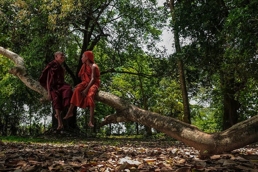les moines, tronc d'arbre, forêt, branche, des arbres, séance, personnes, bouddhisme, Culture